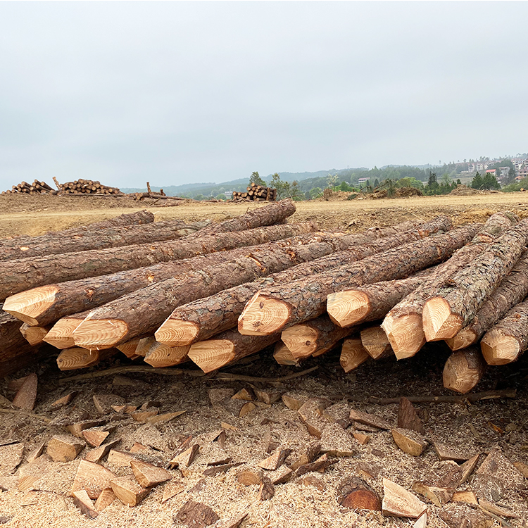 護坡用松木樁供應商廠家哪里有?