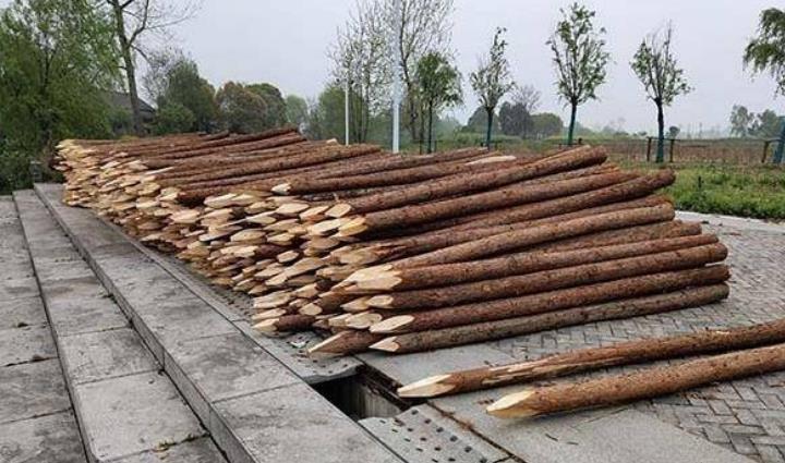 杉木樁為什么這么受歡迎?杉木樁有哪些優(yōu)點和缺點?