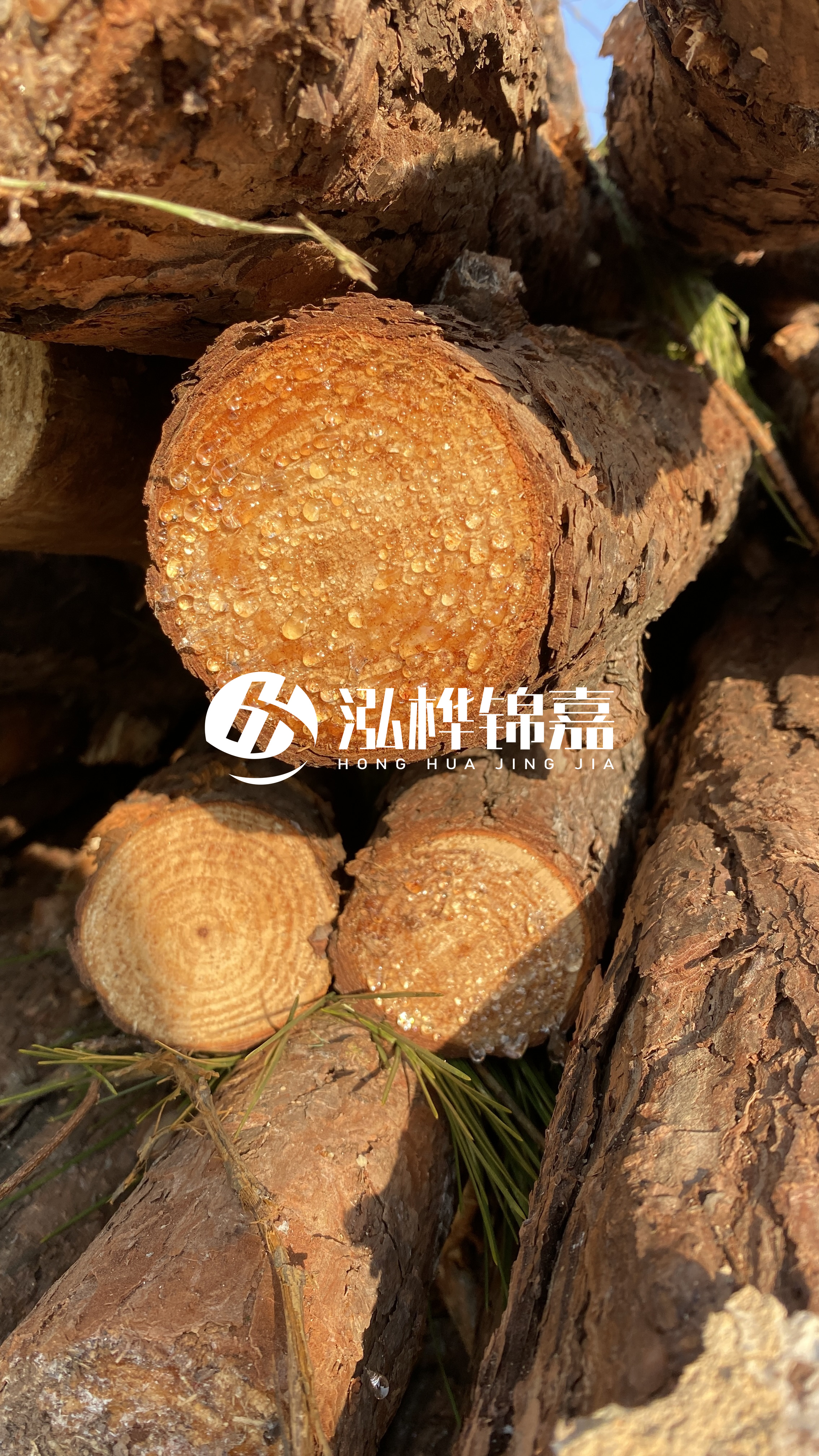 達州松木樁源頭廠家-油松和落葉松哪種便宜?